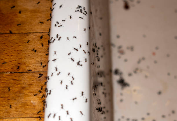 Best Spider Control Near Me  in Lamont, MI